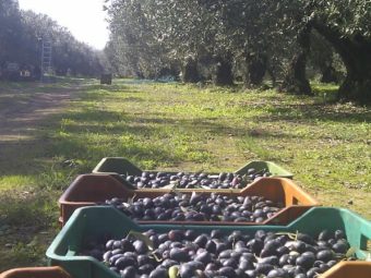 Olive varieties and groves03