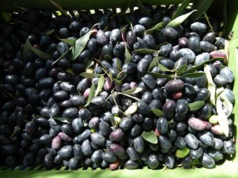 Olive varieties and groves08
