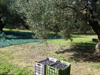 Olive varieties and groves10
